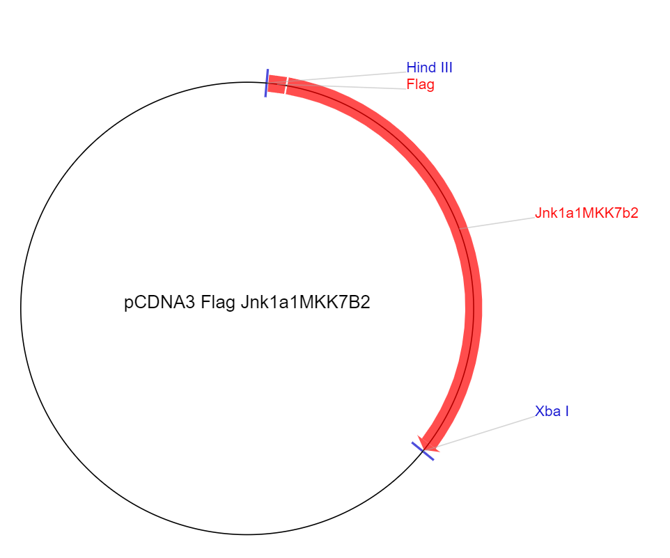 pCDNA3 Flag Jnk1a1MKK7B2质粒图谱